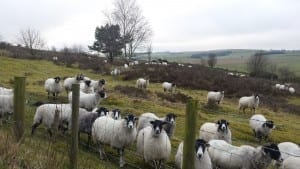 Mountain sheep on the flat